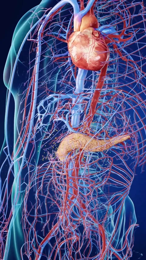 3D rendering of insulin secretion by the pancreas. Vidéo 345106769