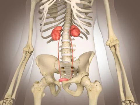 3D Rendering Intestinal internal organ Stock Illustration
