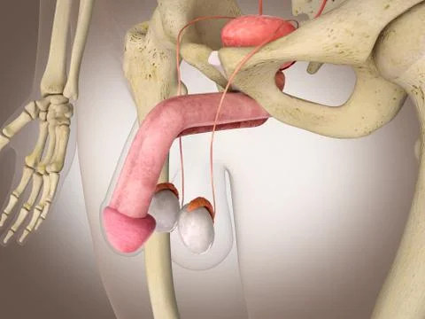 3D Rendering Intestinal internal organ Stock Illustration