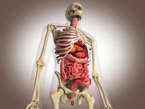 3D Rendering Intestinal internal organ Stock Illustration