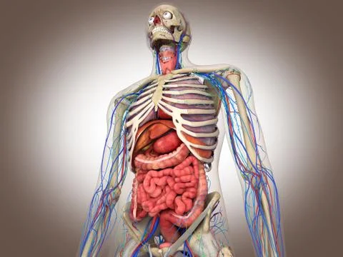 3D Rendering Intestinal internal organ Stock Illustration