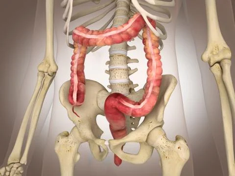 3D Rendering Intestinal internal organ Stock Illustration