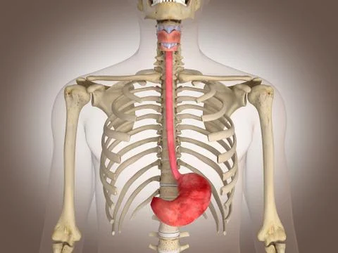 3D Rendering Intestinal internal organ Stock Illustration