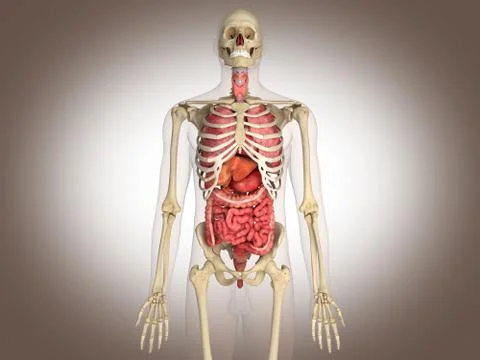 3D Rendering Intestinal internal organ Stock Illustration