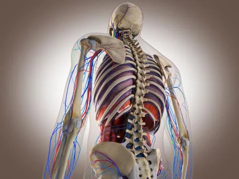 3D Rendering Intestinal internal organ Stock Illustration