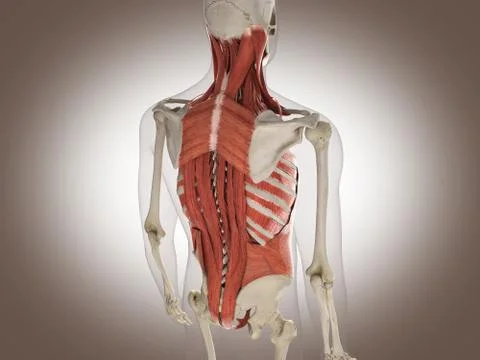 3D Rendering Intestinal internal organ Stock Illustration