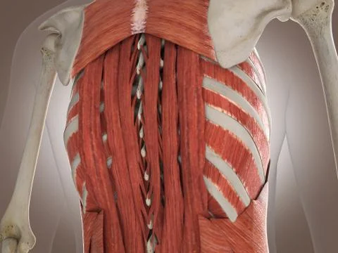3D Rendering Intestinal internal organ 스톡 일러스트