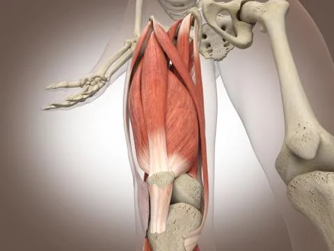 3D Rendering Intestinal internal organ Ilustración de archivo