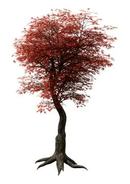 3D Rendering Japanese Maple Tree on White Stock Illustration