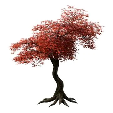 3D Rendering Japanese Maple Tree on White Stock Illustration