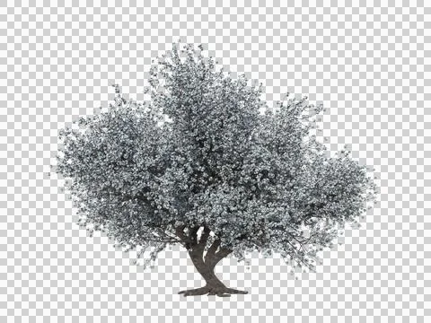 3D rendering of a Japanese Sakura tree with white flowers Stock Illustration