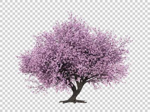 3D rendering of a Japanese Sakura tree with pink flowers Illustrazione stock