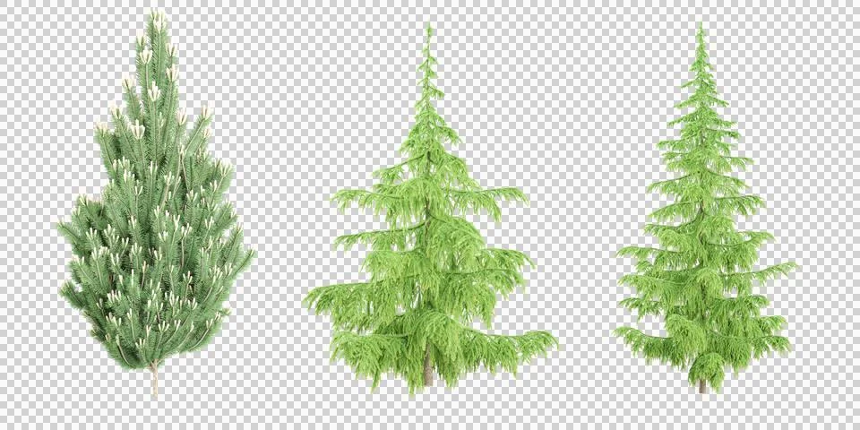 3d rendering of Juniper,Cedar trees on transparent background Stock Photos