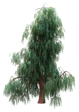 3D Rendering Kashmir Cypress Tree on White Stock Illustration