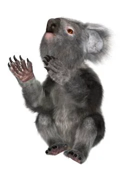 3D Rendering Koala Bear on White Stock Illustration