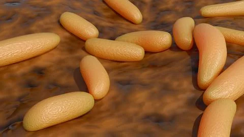 A 3d rendering of Komagataeibacter hansenii Stock Illustration