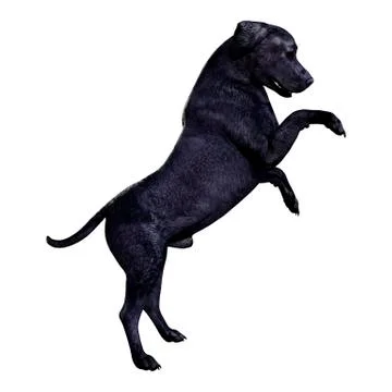 3D Rendering Labrador Dog on White Illustrazione stock