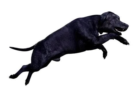 3D Rendering Labrador Dog on White Stock Illustration