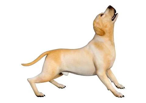3D Rendering Labrador Dog on White Stock Illustration