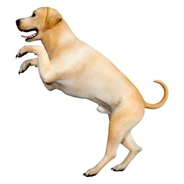3D Rendering Labrador Dog on White Stock Illustration