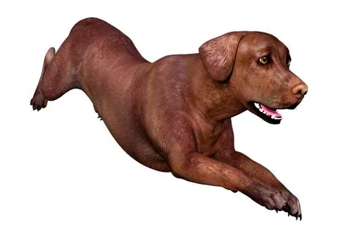 3D Rendering Labrador Dog on White Stock Illustration