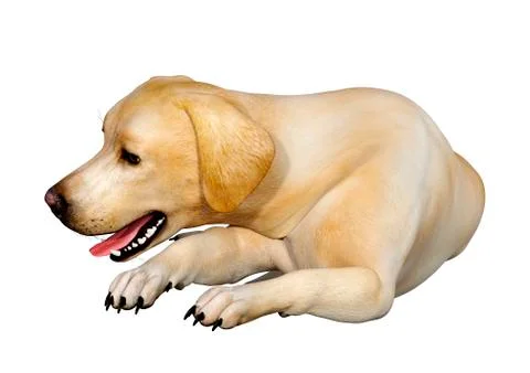 3D Rendering Labrador Dog on White Stock Illustration