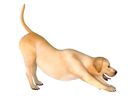 3D Rendering Labrador Dog on White Stock Illustration