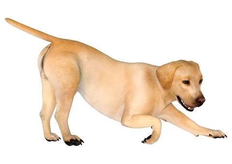 3D Rendering Labrador Dog on White Illustrazione stock