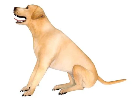 3D Rendering Labrador Dog on White Stock Illustration