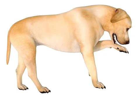 3D Rendering Labrador Dog on White Stock Illustration