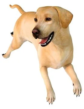 3D Rendering Labrador Dog on White Stock Illustration