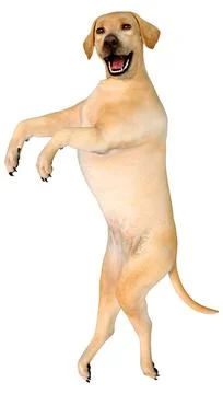 3D Rendering Labrador Dog on White Illustrazione stock