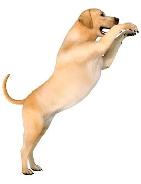 3D Rendering Labrador Dog on White Stock Illustration