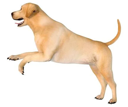 3D Rendering Labrador Dog on White Illustrazione stock