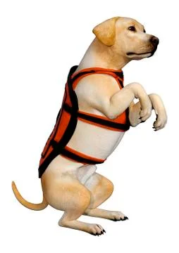 3D Rendering Labrador Rescue Dog on White Stock Illustration