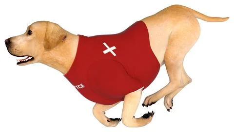 3D Rendering Labrador Service Dog on White Stock Illustration