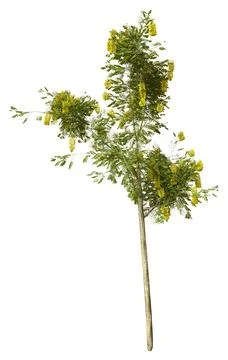 3D Rendering Laburnum Tree on White Stock Illustration