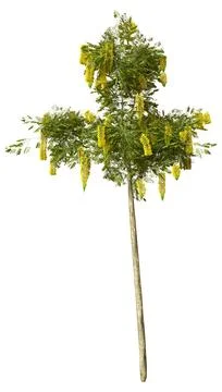 3D Rendering Laburnum Tree on White Stock Illustration