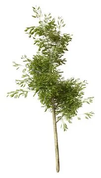 3D Rendering Laburnum Tree on White Stock Illustration