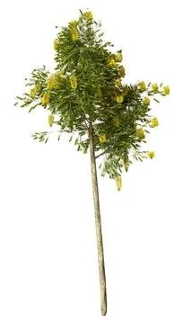 3D Rendering Laburnum Tree on White Stock Illustration