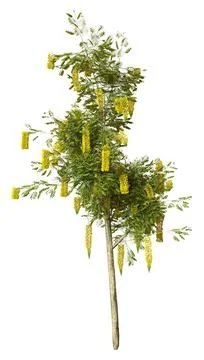 3D Rendering Laburnum Tree on White Stock Illustration