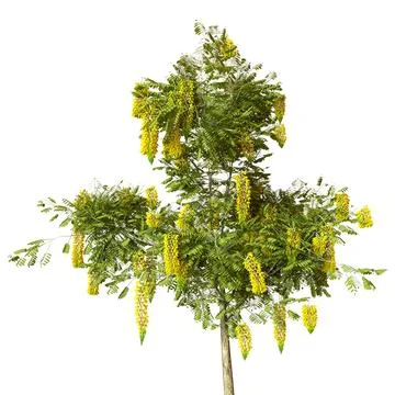 3D Rendering Laburnum Tree on White Stock Illustration