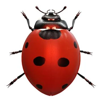 3D Rendering Ladybug on White Stock Illustration