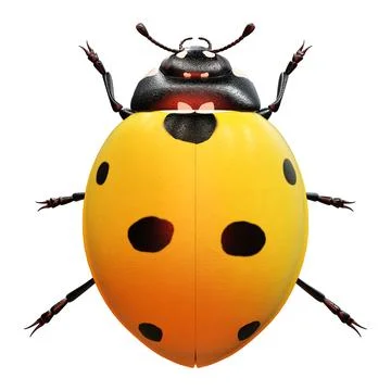 3D Rendering Ladybug on White Stock Illustration