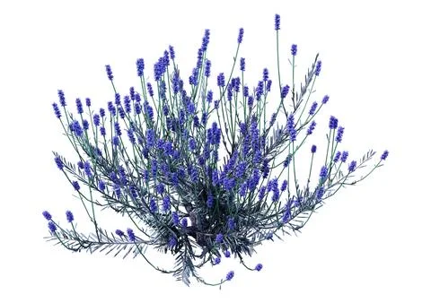 3D Rendering Lavender Flowers on White Stock Illustration