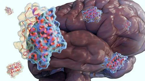 A 3d rendering of leptin molecules and human brain. Stock Illustration
