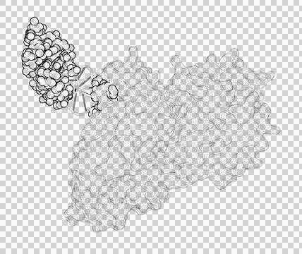 3D rendering as a line drawing of a biological molecule. Stock Illustration