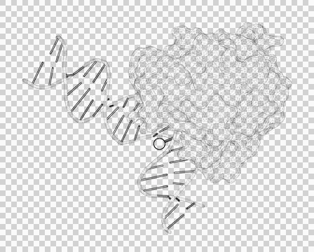 3D rendering as a line drawing of a biological molecule. Stock Illustration