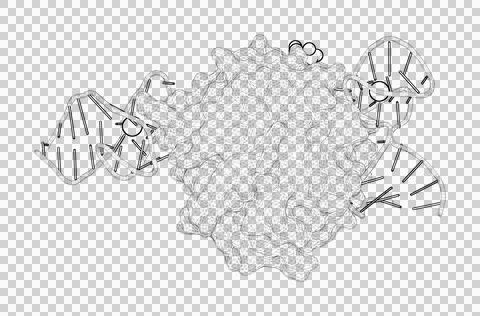 3D rendering as a line drawing of a biological molecule. Stock Illustration