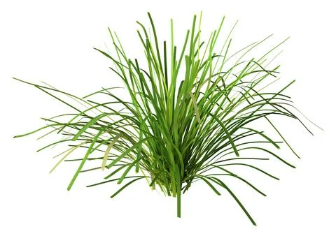 3D Rendering Lomandra Grass on White Stock Illustration